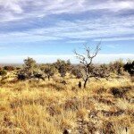 Guadalupe National Park barren