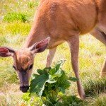 Deer Sniffing Olympic NP WA 1