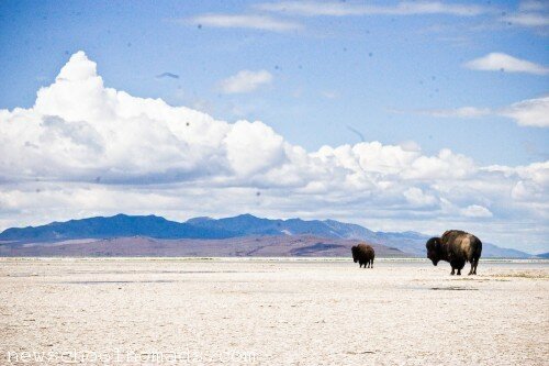 Bison on the Beach Antelope Island State Park UT