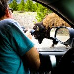 Buffalo Traffic Jame Yellowstone