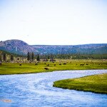River Yellowstone NP