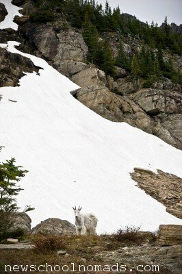 Little Mountain Goat Glacier NP