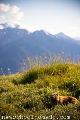 Marmot Olympic National Park WA 1