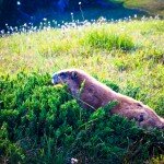 Marmot Scurry Olympic NP WA 1