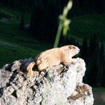 Marmot on a rock Olympic NP WA 1