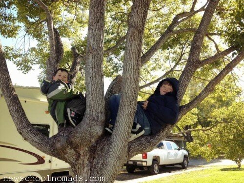 Boys in Tree Houston